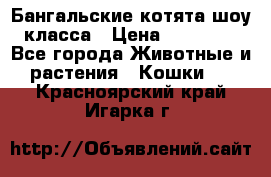 Бангальские котята шоу класса › Цена ­ 25 000 - Все города Животные и растения » Кошки   . Красноярский край,Игарка г.